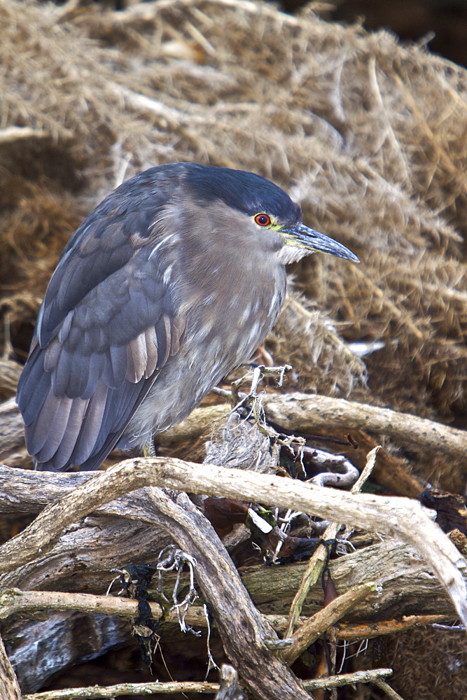 An adult Black-crowned Night Heron (Nycticorax nycticorax falklandicus) foraging at low tide on Carcass Island in the Falkland Islands, South Atlantic Ocean