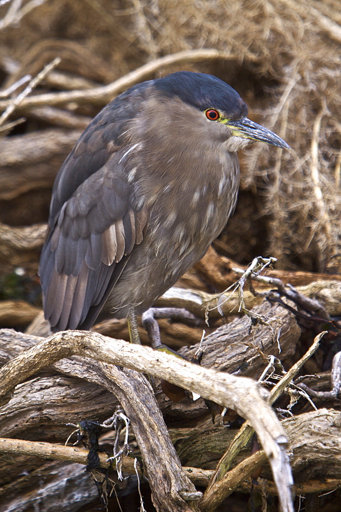 An adult Black-crowned Night Heron (Nycticorax nycticorax falklandicus) foraging at low tide on Carcass Island in the Falkland Islands, South Atlantic Ocean