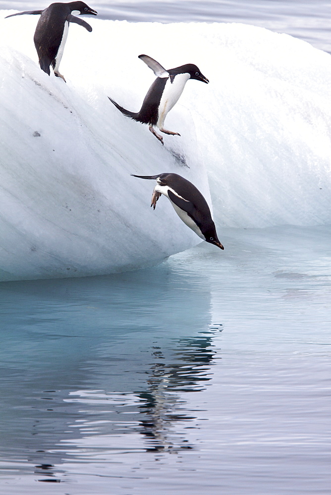 Adult Adelie penguins (Pygoscelis adeliae) leaping into the ocean off icebergs near the Antarctic Peninsula, Antarctica. 