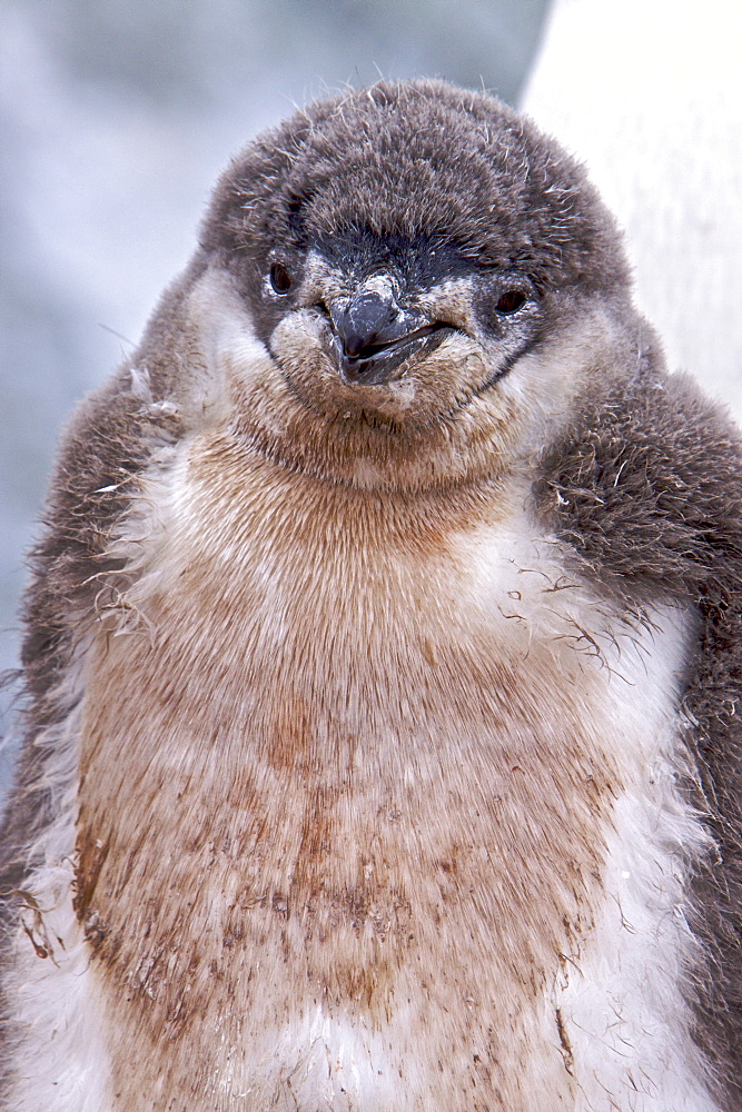 Guano-covered chinstrap penguin (Pygoscelis antarctica) chick at breeding colony on Useful Island near the Antarctic Peninsula