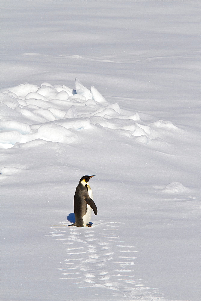 Adult emperor penguin (Aptenodytes forsteri) on sea ice near Snow Hill Island in the Weddell Sea, Antarctica. 