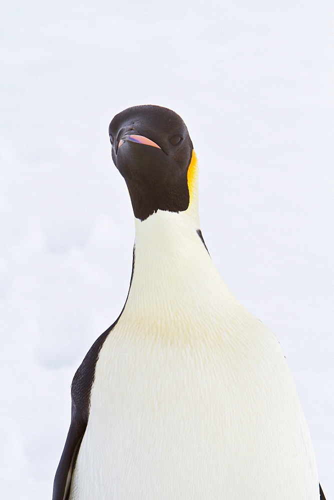 Adult emperor penguin (Aptenodytes forsteri) on sea ice near Snow Hill Island in the Weddell Sea, Antarctica. 