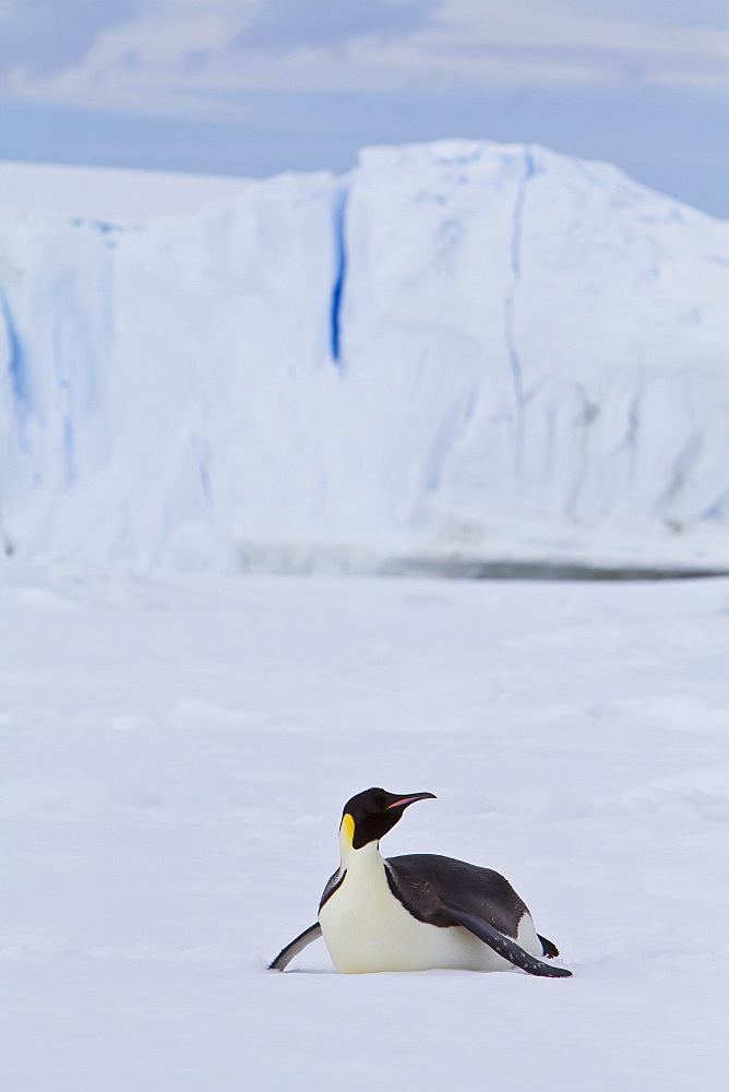 Adult emperor penguin (Aptenodytes forsteri) on sea ice near Snow Hill Island in the Weddell Sea, Antarctica. 