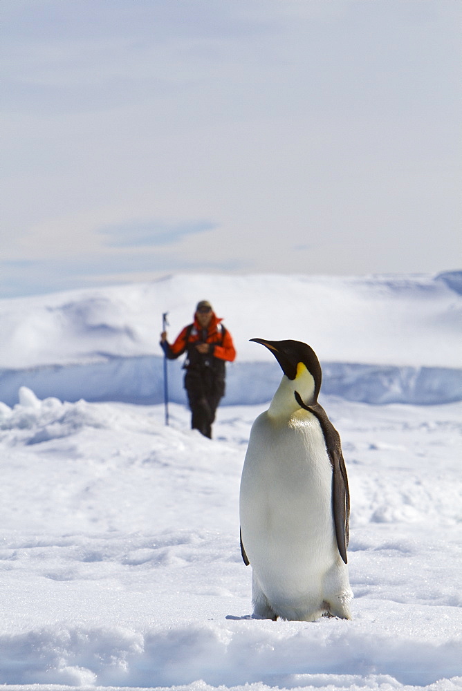 Adult emperor penguin (Aptenodytes forsteri) on sea ice near Snow Hill Island in the Weddell Sea, Antarctica.