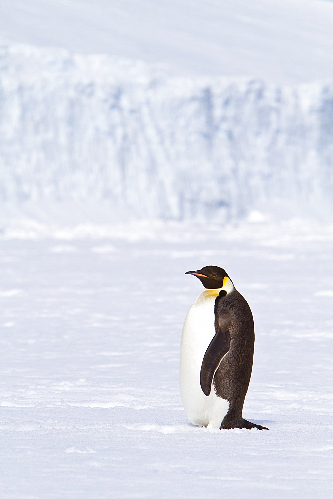 Adult emperor penguin (Aptenodytes forsteri) on sea ice near Snow Hill Island in the Weddell Sea, Antarctica. 