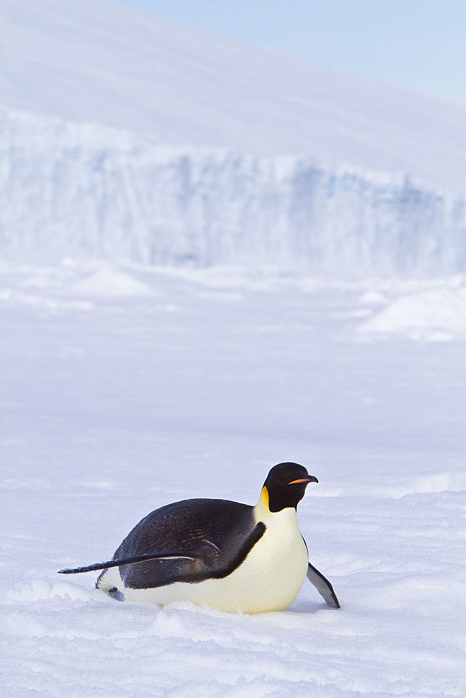 Adult emperor penguin (Aptenodytes forsteri) on sea ice near Snow Hill Island in the Weddell Sea, Antarctica. 