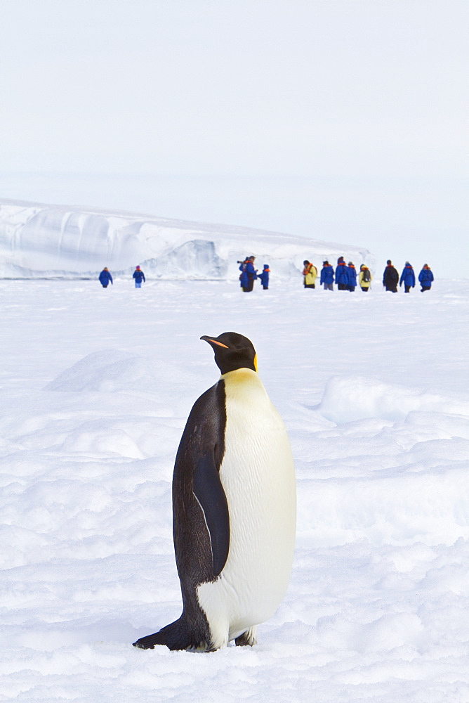 Adult emperor penguin (Aptenodytes forsteri) on sea ice near Snow Hill Island in the Weddell Sea, Antarctica. 