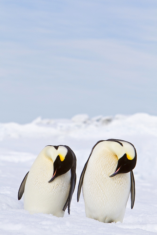 Adult emperor penguin (Aptenodytes forsteri) on sea ice near Snow Hill Island in the Weddell Sea, Antarctica. 