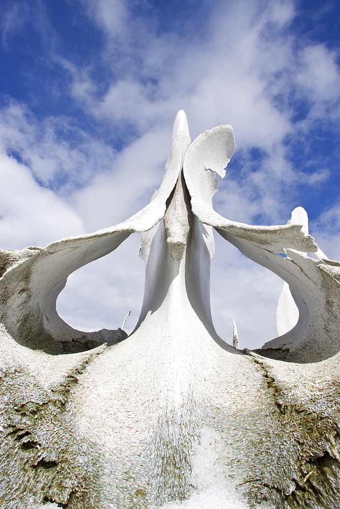 Snow-covered whale bones on Jougla Point, in Port Lockroy at the western end of Wiencke Island, Antarctica, Southern Ocean