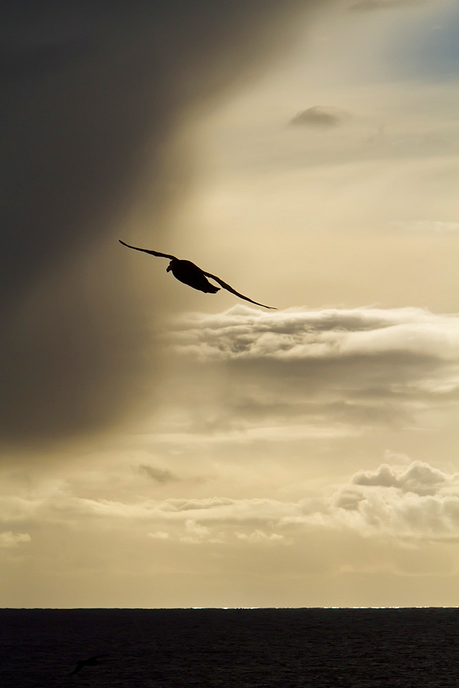 Southern giant petrel (Macronectes giganteus) in flight in the Drake Passage, Southern Ocean