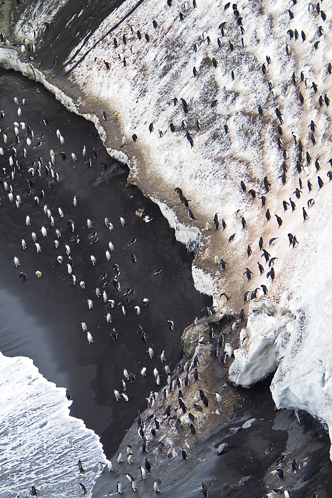 Chinstrap penguin (Pygoscelis antarctica) colony at Baily Head on Deception Island, South Shetland Island Group, Antarctica