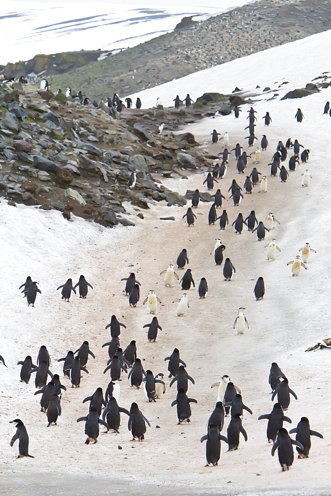 Chinstrap penguin (Pygoscelis antarctica) colony at Baily Head on Deception Island, South Shetland Island Group, Antarctica