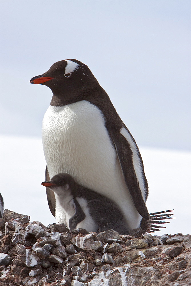 Gentoo penguin parent (Pygoscelis papua) with chicks in Antarctica, Southern Ocean