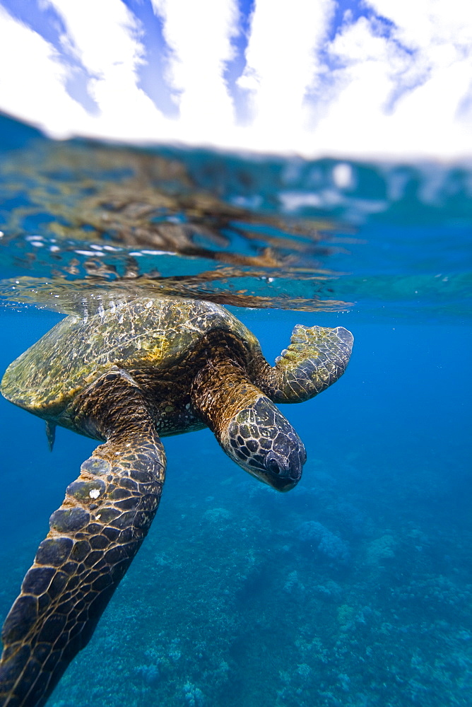 Adult green sea turtle (Chelonia mydas) in the protected marine sanctuary at Honolua Bay, Maui, Hawaii, USA