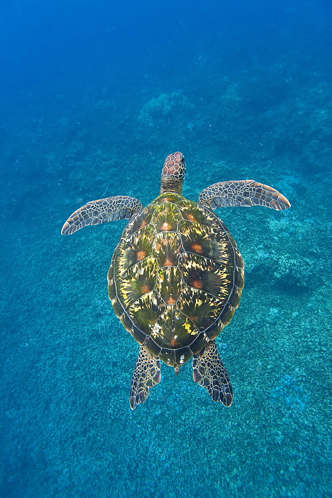 Adult green sea turtle (Chelonia mydas) in the protected marine sanctuary at Honolua Bay, Maui, Hawaii, USA