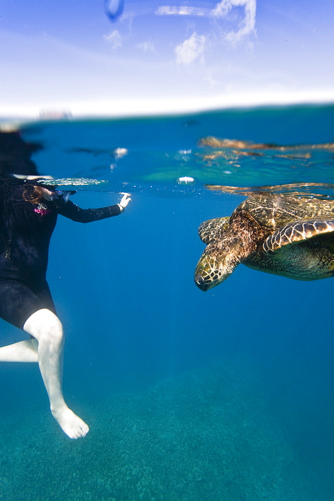 Snorkeler with adult green sea turtle (Chelonia mydas) in the protected marine sanctuary at Honolua Bay on the northwest side of the island of Maui, Hawaii, USA