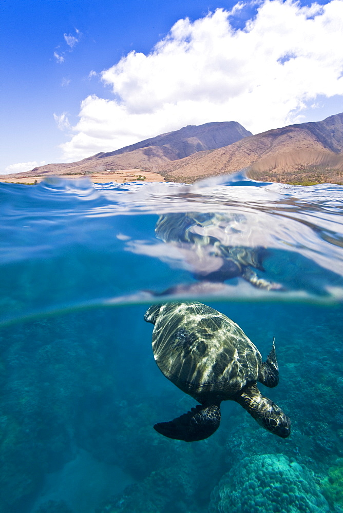 Green sea turtle (Chelonia mydas) at cleaning station at Olowalu Reef, Maui, Hawaii, USA