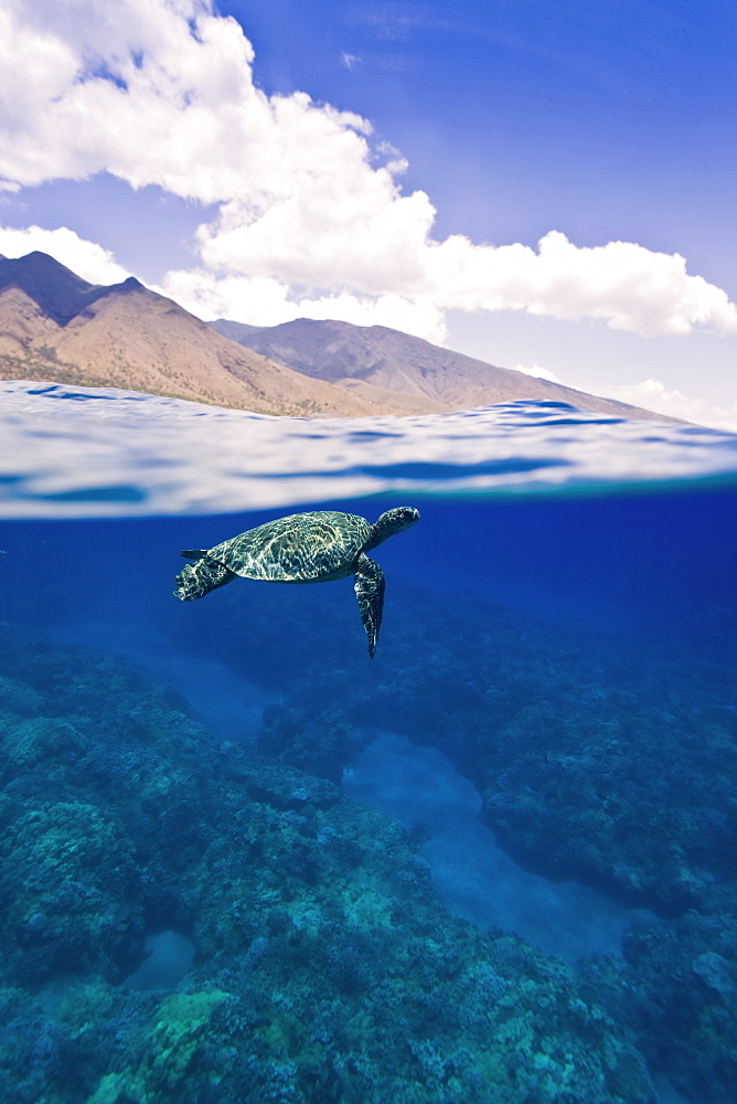 Green sea turtle (Chelonia mydas) at cleaning station at Olowalu Reef, Maui, Hawaii, USA