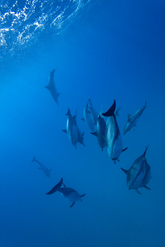 Hawaiian Spinner Dolphin pod (Stenella longirostris) underwater in Honolua Bay off the northwest coast of Maui, Hawaii, USA, Pacific Ocean