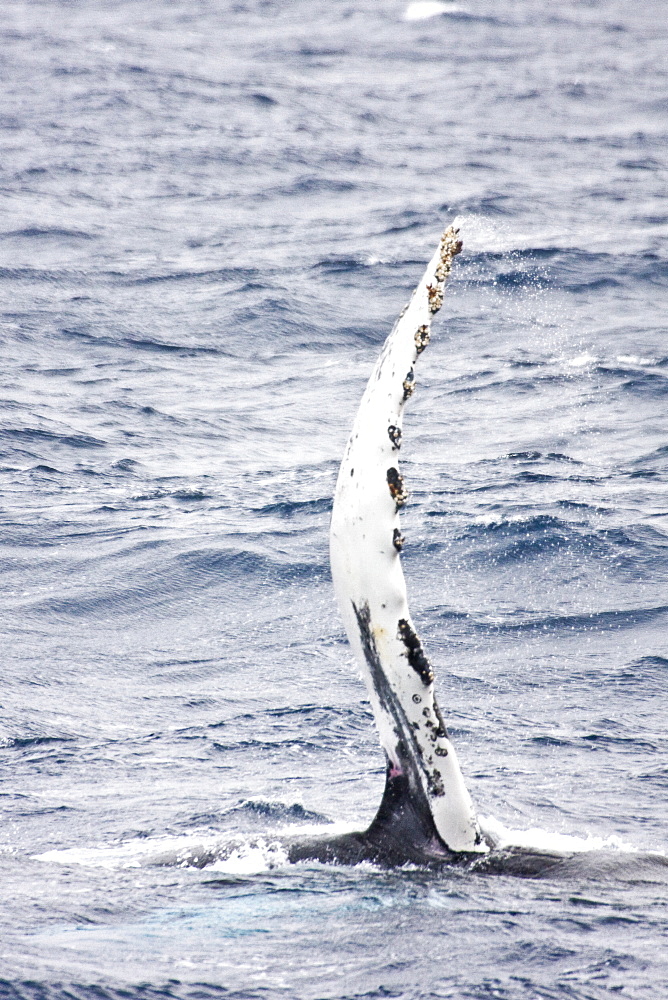 Mother and curious calf humpback whales (Megaptera novaeangliae) with third adult in Drake Passage