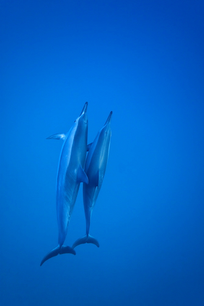 Hawaiian Spinner Dolphin pod (Stenella longirostris) underwater in Honolua Bay off the northwest coast of Maui, Hawaii, USA, Pacific Ocean