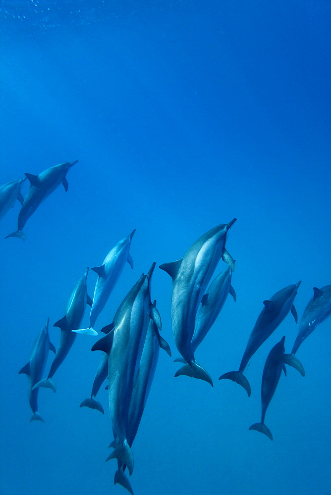 Hawaiian Spinner Dolphin pod (Stenella longirostris) underwater in Honolua Bay off the northwest coast of Maui, Hawaii, USA, Pacific Ocean