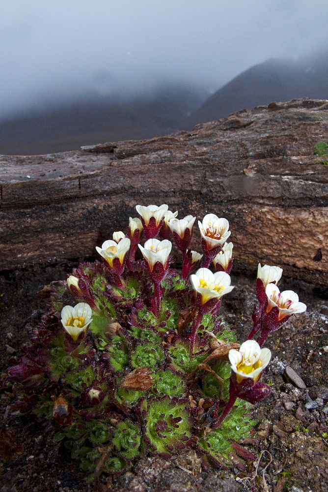 Scenic views of open tundra in the Svalbard Archipelago of Norway. 