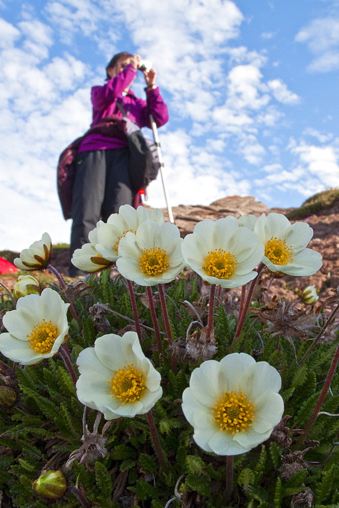 Guest from the Lindblad Expedition ship National Geographic Explorer photographing mountain avens (Dryas octopetala) on open tundra in Svalbard, Norway