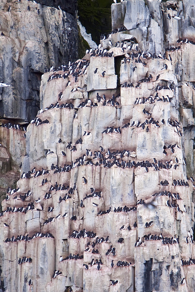 Brï¿½Ã¯ï¿½Â¿ï¿½Â½ï¿½Ãƒï¿½Â·nnich?s guillemot (Uria lomvia) breeding and nesting site at Cape Fanshaw in the Svalbard Archipelago, Barents Sea, Norway