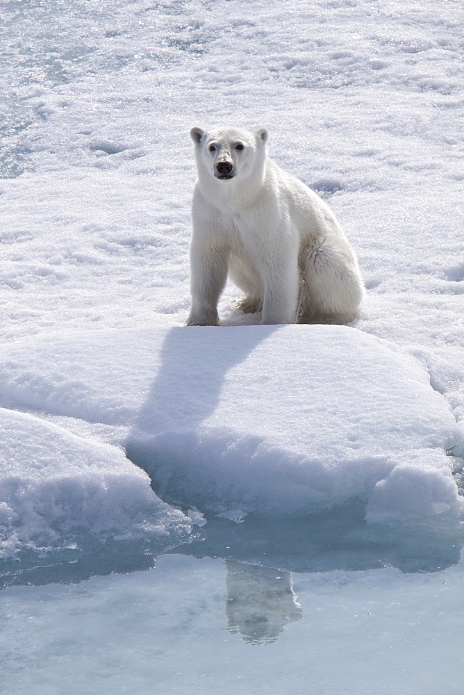 A curious young polar bear (Ursus maritimus), approaches the National Geographic Explorer on multi-year ice floes in the Barents Sea, Edge Island, Svalbard Archipelago, Norway