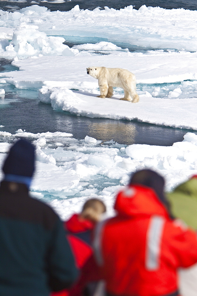 A curious adult polar bear (Ursus maritimus) approaches the National Geographic Explorer in the Barents Sea, Edge Island, Svalbard Archipelago, Norway