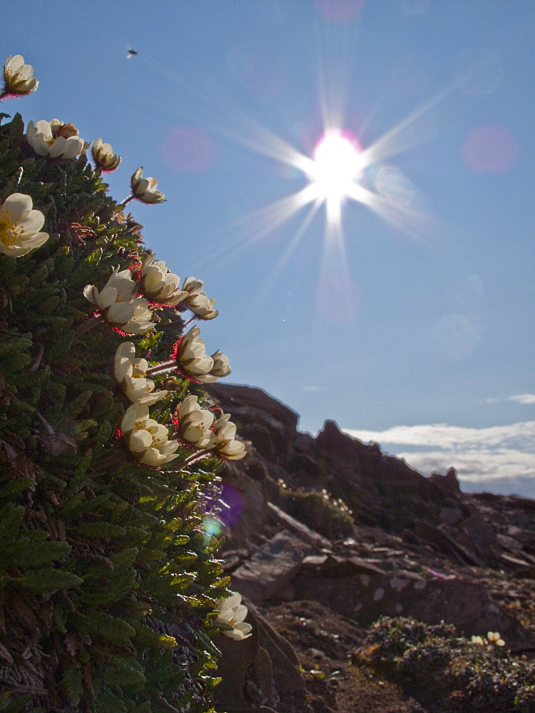 A close-up view of mountain avens (Dryas octopetala) on open tundra in Svalbard, Norway