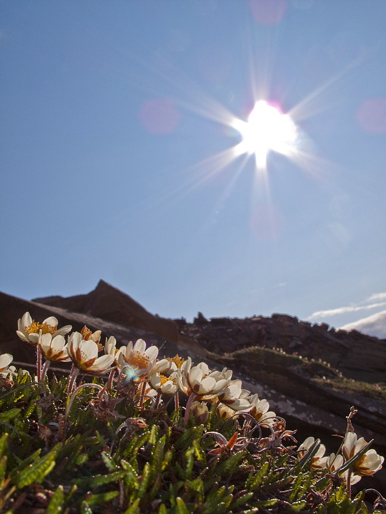 A close-up view of mountain avens (Dryas octopetala) on open tundra in Svalbard, Norway