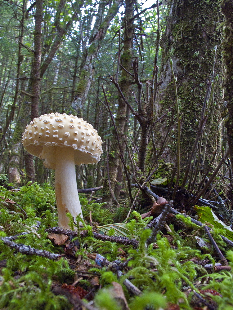 Fly Amanita (Amanita muscaria) on George Island in Southeast Alaska, USA, Pacific Ocean