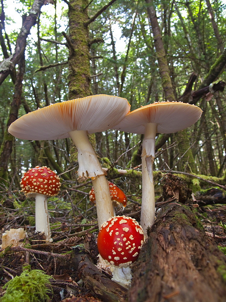 Fly Amanita (Amanita muscaria) on George Island in Southeast Alaska, USA, Pacific Ocean