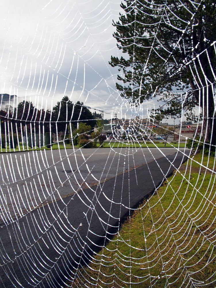 Spider web soaked in the morning dew in Prince Rupert, British Columbia, Canada.