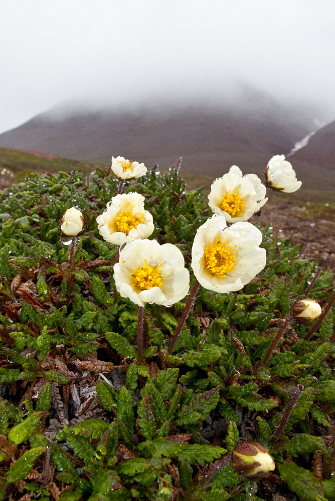 A close-up view of mountain avens (Dryas octopetala) on open tundra in Svalbard, Norway