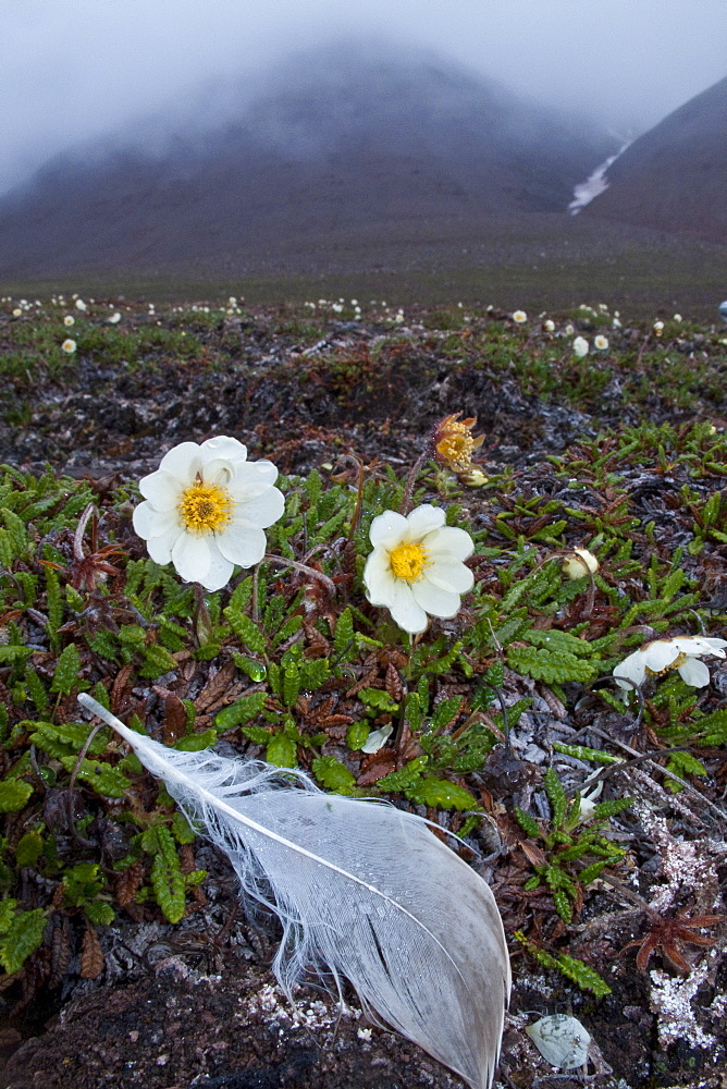 A close-up view of mountain avens (Dryas octopetala) on open tundra in Svalbard, Norway