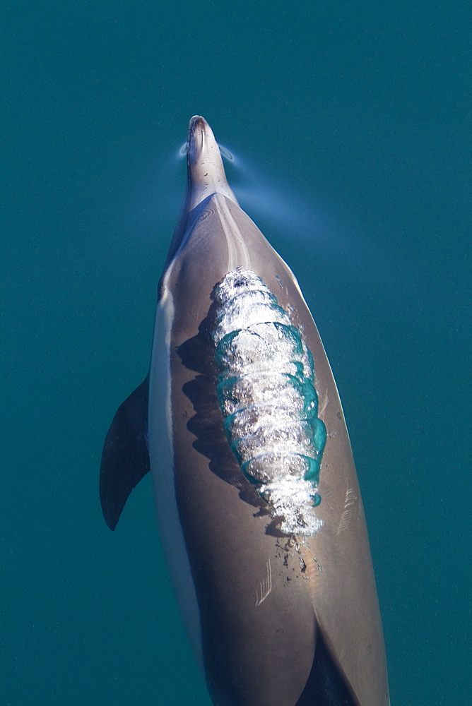 Long-beaked common dolphin pod (Delphinus capensis) encountered in the southern Gulf of California (Sea of Cortez), Baja California Sur, Mexico