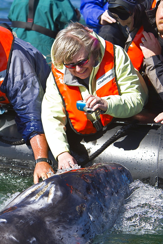 California gray whale (Eschrichtius robustus) calf with excited whale watchers in San Ignacio Lagoon, Baja California Sur, Mexico