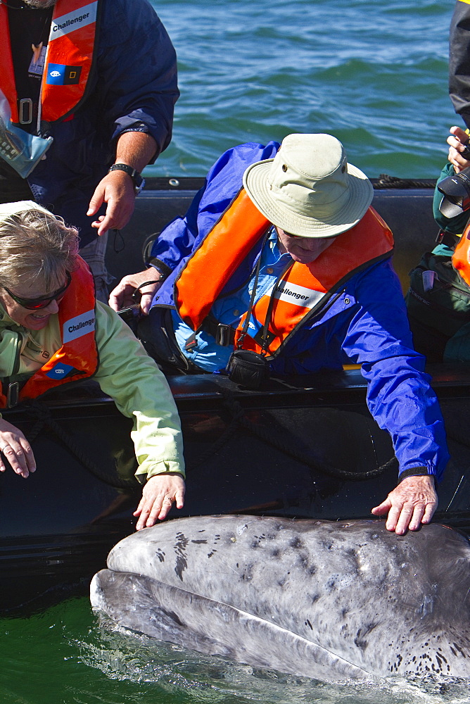 California gray whale (Eschrichtius robustus) calf with excited whale watchers in San Ignacio Lagoon, Baja California Sur, Mexico