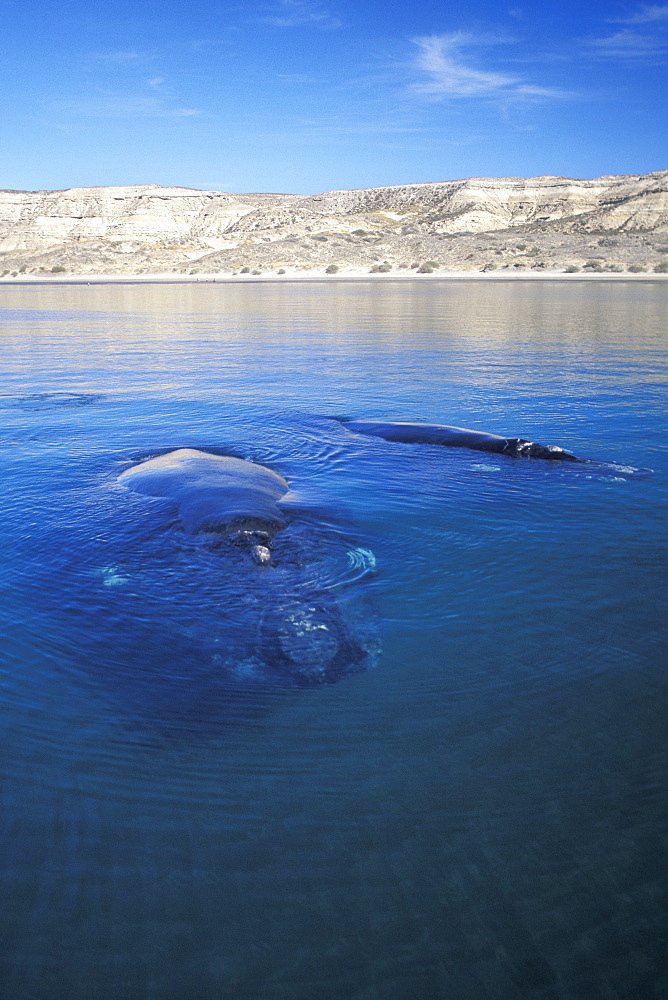 Mother and calf Southern Right Whale (Eubalaena australis) resting at the surface in Golfo Nuevo, Patagonia, Southern Argentina. South Atlantic Ocean.