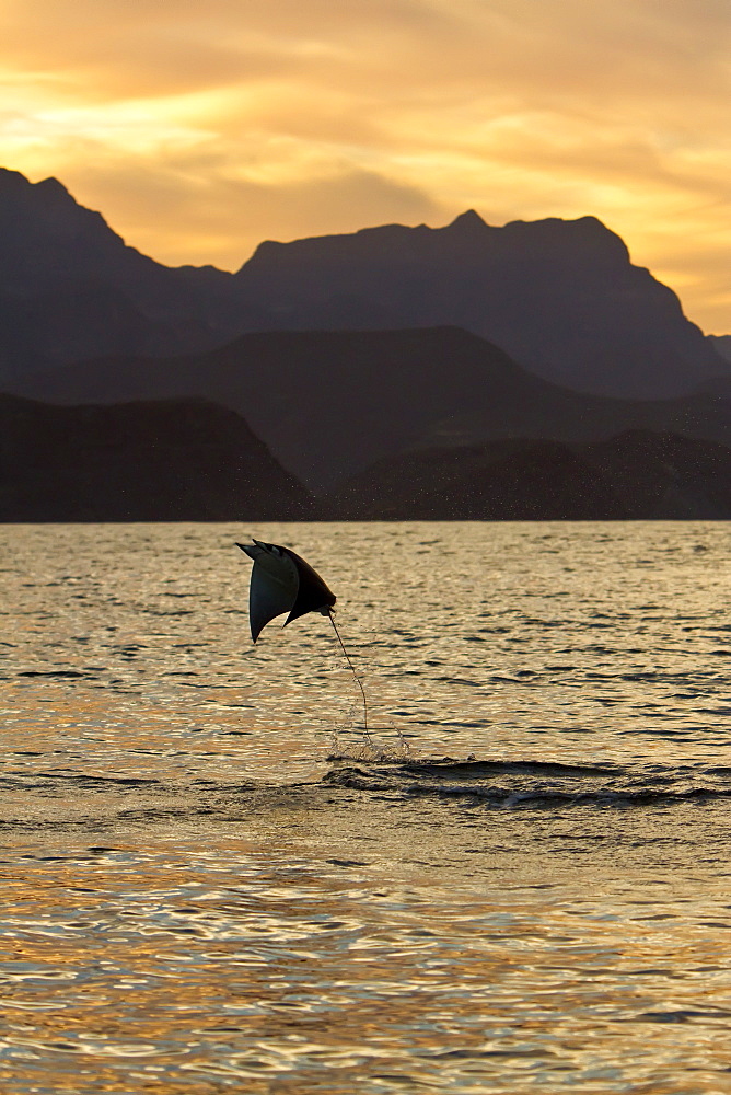 An adult spinetail mobula (Mobula japanica) leaping from the calm waters off Isla Danzante in the Gulf of California (Sea of Cortez), Baja California, Mexico.