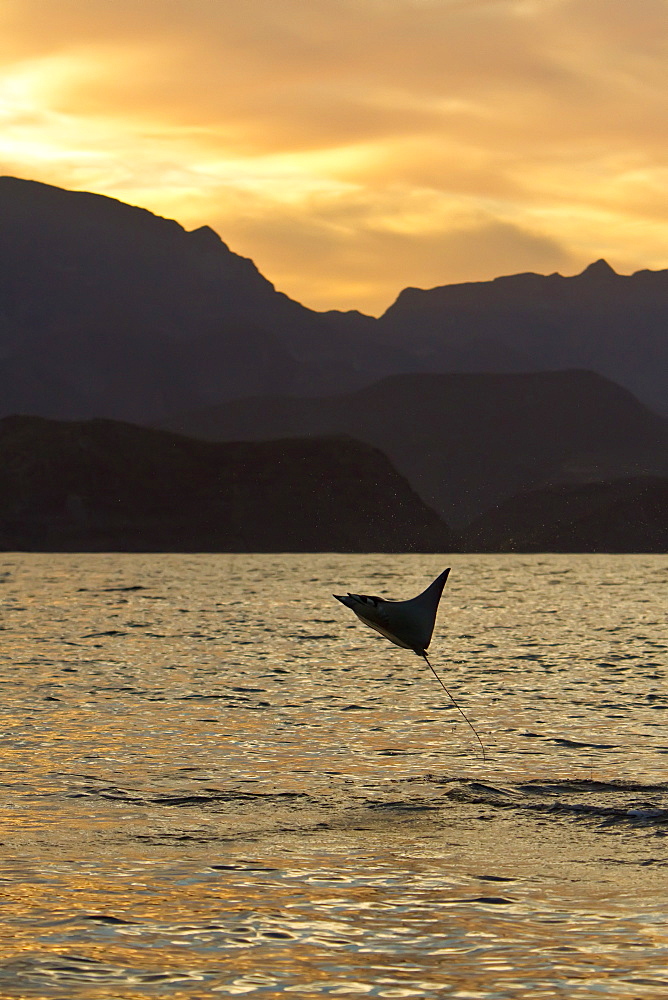 An adult spinetail mobula (Mobula japanica) leaping from the calm waters off Isla Danzante in the Gulf of California (Sea of Cortez), Baja California, Mexico.