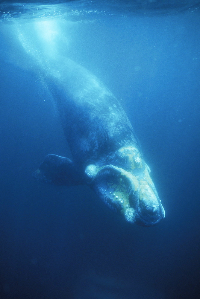 Southern Right Whale (Eubalaena australis) calf underwater in Golfo Nuevo, Patagonia, Argentina.