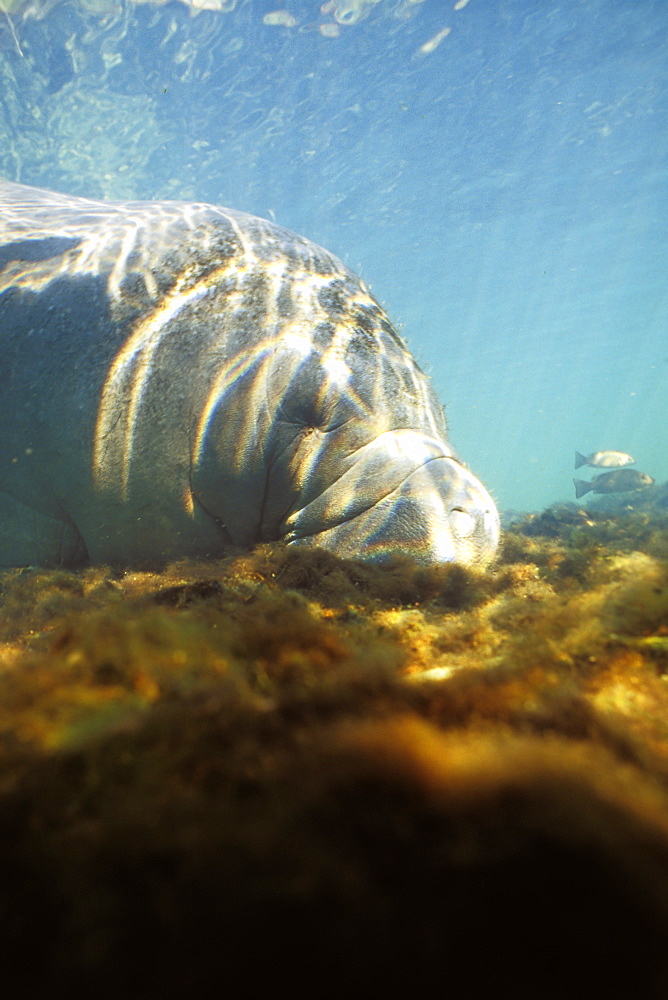 Adult West Indian Manatee (Trichechus manatus) grazing in Homosassa Springs, Florida, USA.
(Restricted Resolution - pls contact us)