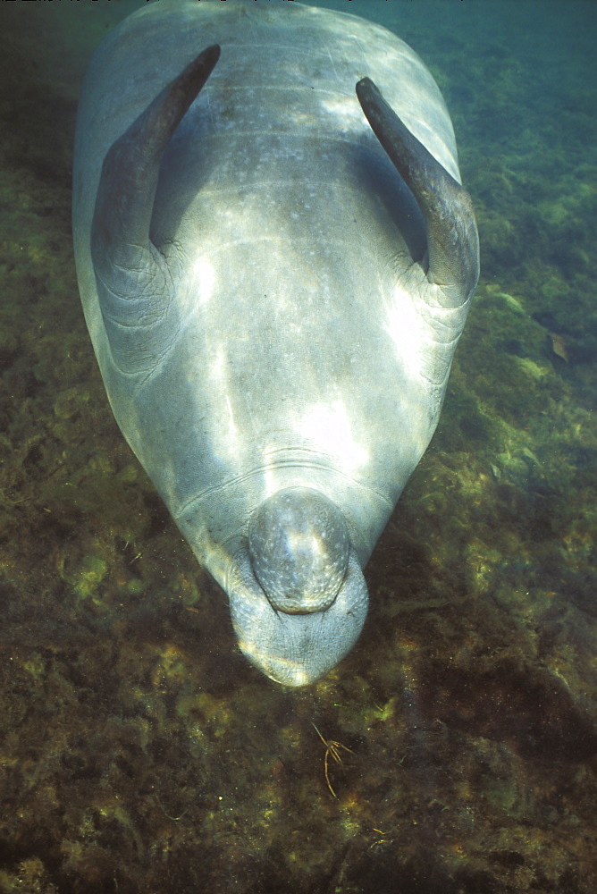 Adult West Indian Manatee (Trichechus manatus) belly-up in Homosassa Springs, Florida, USA.