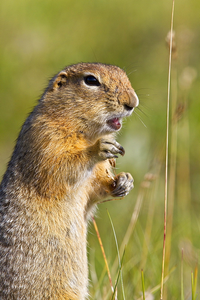 Adult Arctic ground squirrel (Spermophilus parryii) foraging in Denali National Park, Alaska, USA