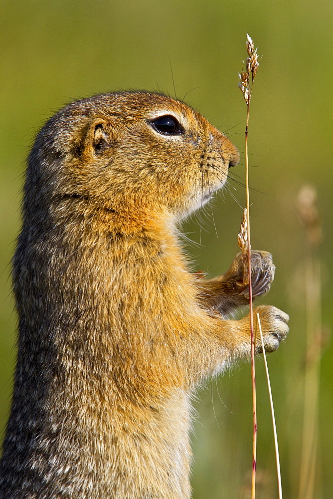 Adult Arctic ground squirrel (Spermophilus parryii) foraging in Denali National Park, Alaska, USA