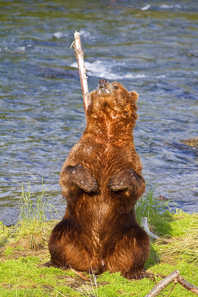 Adult brown bear (Ursus arctos) scratching its back on a tree at the Brooks River in Katmai National Park near Bristol Bay, Alaska, USA. Pacific Ocean